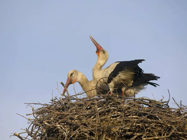 Ciconia Ciconia White Stork Ciconia Two Birds Nest Bulgaria June — 图库照片