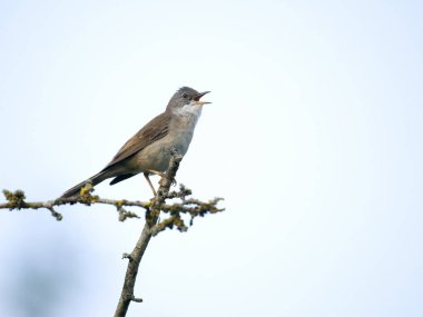 Genel Whitethroat, Curruca Communis, tek bir kuş, Warwickshire, Haziran 2023