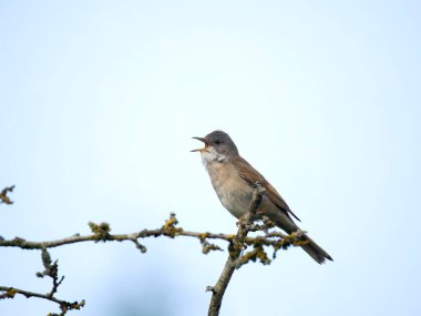 Genel Whitethroat, Curruca Communis, tek bir kuş, Warwickshire, Haziran 2023