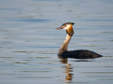 Büyük ibikli grebe, Podiceps kristali, suda tek kuş, Worcestershire, Haziran 2023