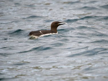 Guillemot, Uria Aalge, balıklı tek kuş, Yorkshire, Haziran 2023