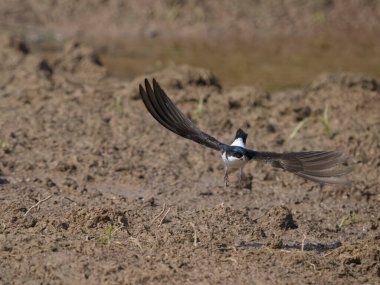 Martin Hanesi, Delichon Urbicum, tek başına çamur toplayan kuş, Warwickshire, Haziran 2023