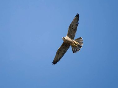Peregrine, Falco peregrinus, uçan tek kuş, Worcestershire, Haziran 2023