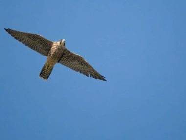 Peregrine, Falco peregrinus, uçan tek kuş, Worcestershire, Haziran 2023