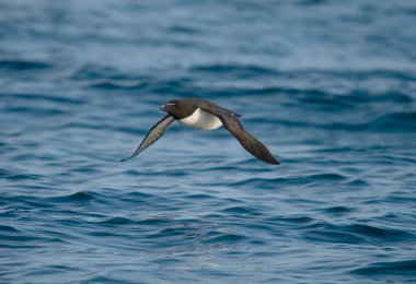 Razorbill, Alca Torda, uçuşan tek kuş, Yorkshire, Haziran 2023