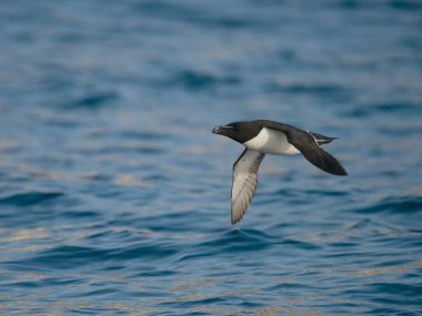 Razorbill, Alca Torda, uçuşan tek kuş, Yorkshire, Haziran 2023