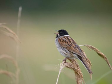 Reed Bunting, Emberiza schoeniclus, tek erkek kuş, Worcetsershire, Haziran 2023