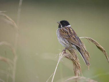 Reed Bunting, Emberiza schoeniclus, tek erkek kuş, Worcetsershire, Haziran 2023