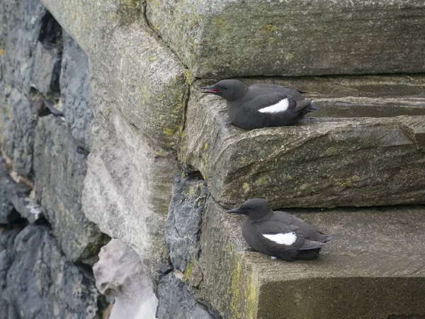 Schwarze Trottellumme Cepphus Grylle Zwei Vögel Auf Den Stufen Der — Stockfoto