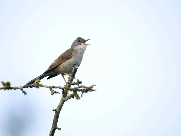 Common Whitethrow Curruca Communis Single Bird Branch Single Warwickshire June — стоковое фото