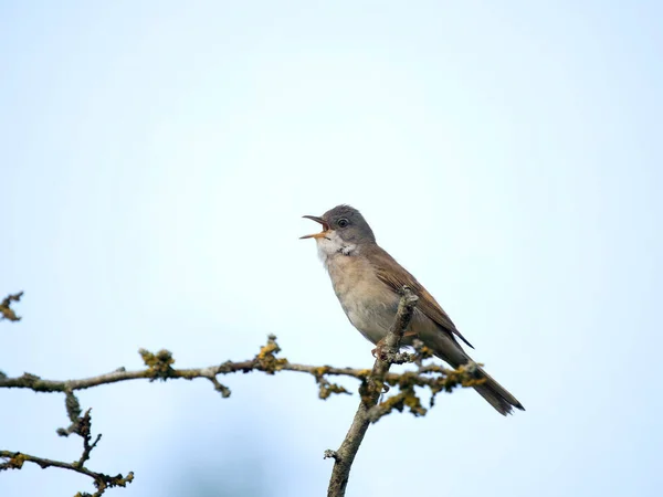 Bělohrdlo Curruca Communis Zpěv Jednoho Ptáka Větvi Warwickshire Červen 2023 — Stock fotografie