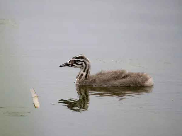 Haubentaucher Podiceps Cristatus Einzelner Jungvogel Auf Dem Wasser Worcestershire Juni — Stockfoto