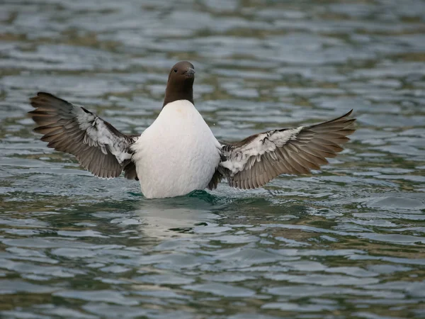 Гиймот Uria Aalge Single Bird Water Wing Stretch Йоркшир Июнь — стоковое фото