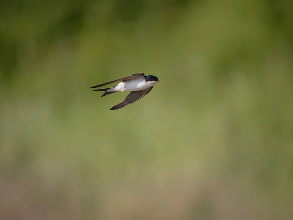 House Martin Delichon Urbicum Single Bird Flight Warwickshire Červen 2023 — Stock fotografie