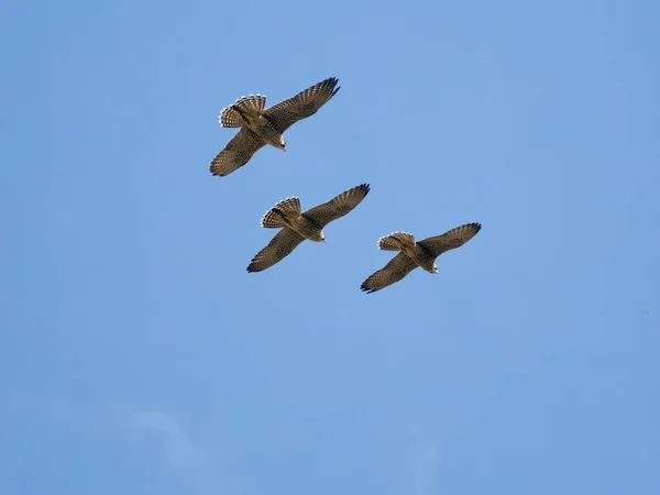 Peregrine Falco Peregrinus Tre Fugle Flugt Worcestershire Juni 2023 - Stock-foto