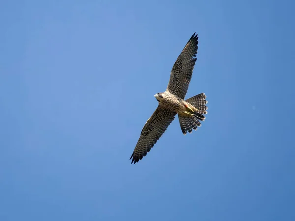 Faucon Pèlerin Falco Peregrinus Oiseau Seul Vol Worcestershire Juin 2023 — Photo