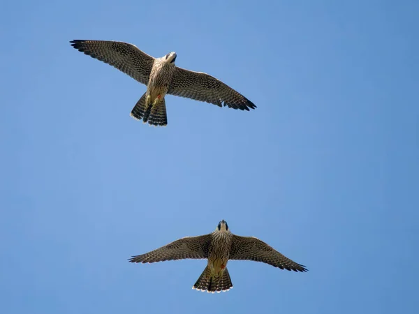 Peregrino Falco Peregrinus Dos Pájaros Vuelo Worcestershire Junio 2023 —  Fotos de Stock