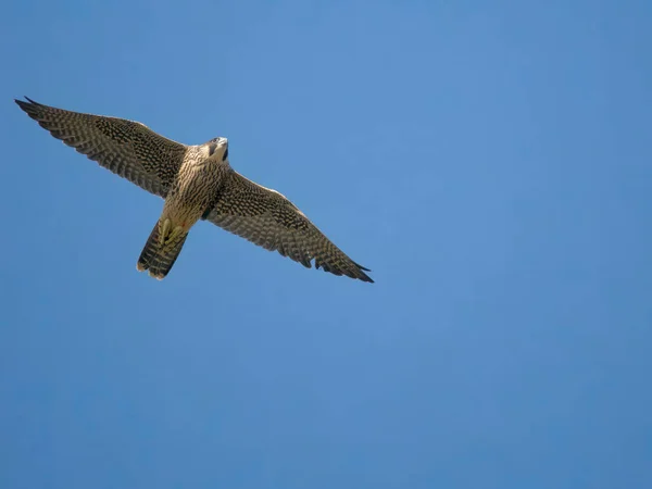 Peregrino Falco Peregrinus Ave Soltera Vuelo Worcestershire Junio 2023 —  Fotos de Stock