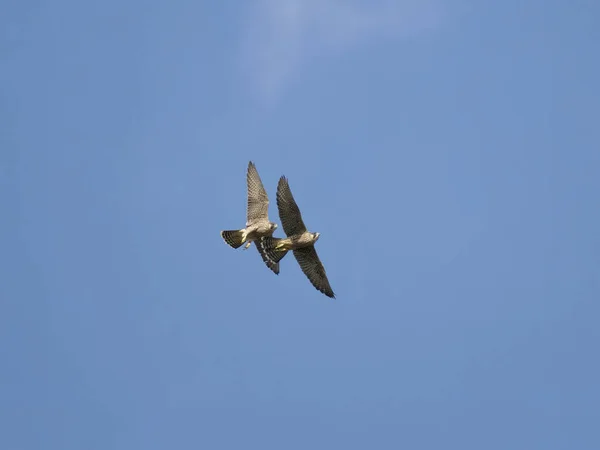 Peregrine Falco Peregrinus 两只飞行中的鸟 伍斯特郡 2023年6月 — 图库照片