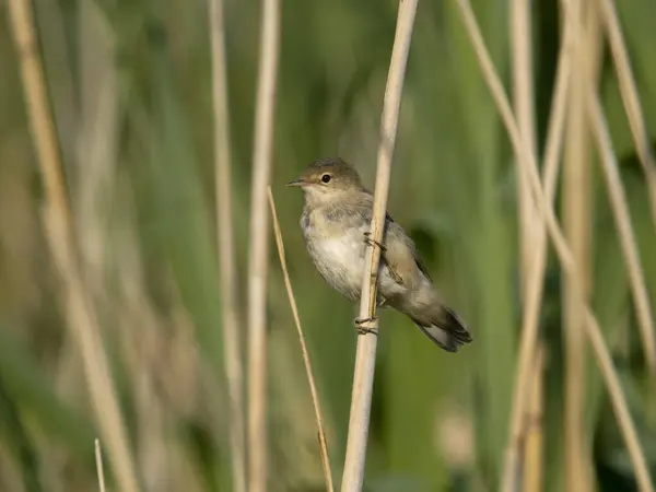 Reed Warbler Acrocephalus Scirpaceus Uccello Singolo Canna Worcestershire Giugno 2023 — Foto Stock