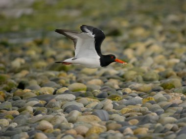 Oystercatcher, Haematopus ostralegus, uçan tek kuş, Anglesey, Galler, Haziran 2023 