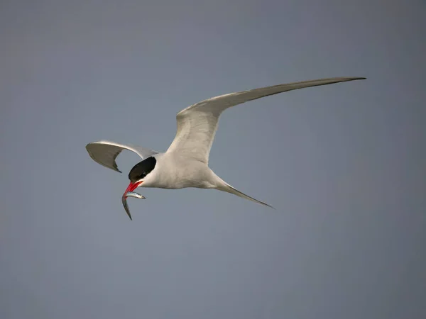 北冰洋燕鸥 北冰洋燕鸥 单鸟飞行 威尔士安吉西 2023年6月 — 图库照片
