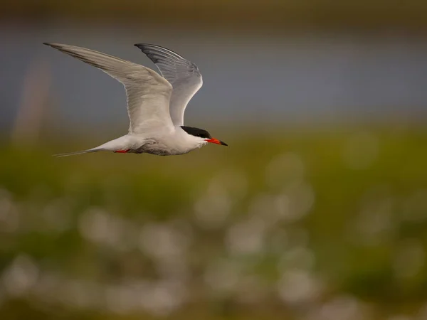 Tärna Sterna Hirundo Enstaka Fågel Flygning Anglesey Wales Juni 2023 — Stockfoto