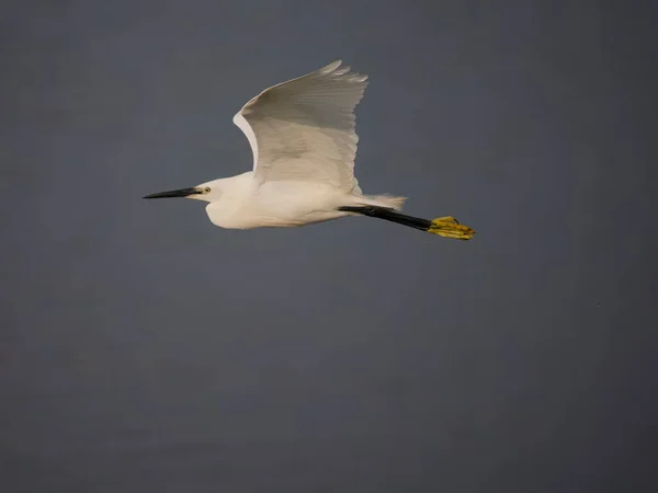 Little Egret Egretta Garzetta Uccello Single Volo Anglesey Galles Giugno — Foto Stock