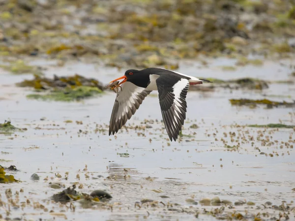 Scholekster Haematopus Ostralegus Enkele Vogel Vlucht Anglesey Wales Juni 2023 — Stockfoto