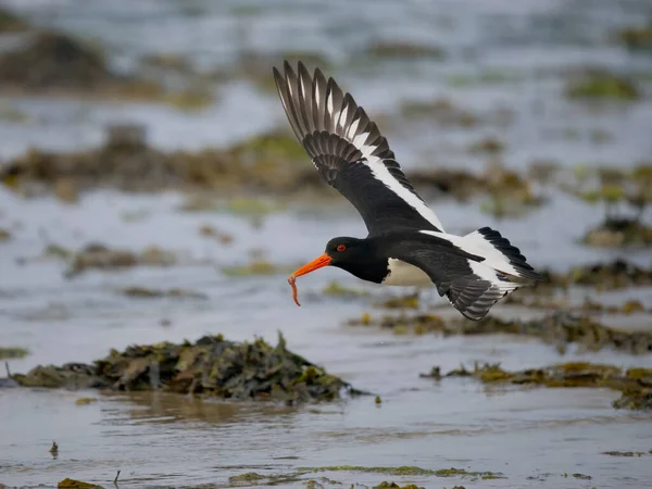 Scholekster Haematopus Ostralegus Enkele Vogel Vlucht Anglesey Wales Juni 2023 — Stockfoto