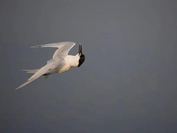 Sandwich Tern Sterna Sandvicensis Single Bird Flight Anglesey País Gales — Fotografia de Stock