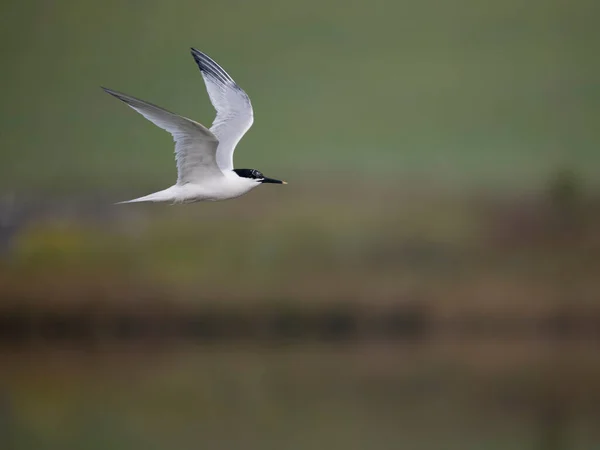 Sandwich Tern Sterna Sandvicensis Uccello Singolo Volo Anglesey Galles Giugno — Foto Stock