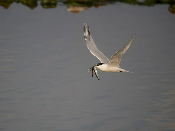 Sandwich Tern Sterna Sandvicensis Single Bird Flight Anglesey Wales June — Stock Photo, Image