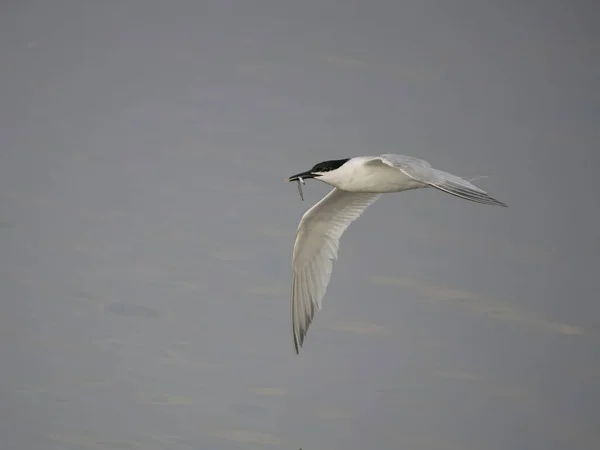Sandviç Sterna Sandvicensis Uçan Tek Kuş Anglesey Galler Haziran 2023 — Stok fotoğraf