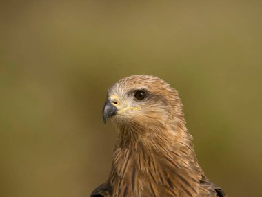 Siyah uçurtma, Milvus migrans, İspanya, Temmuz 2023