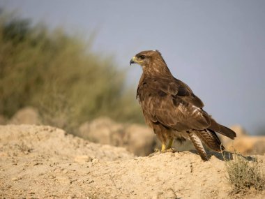 Yaygın akbaba, Buteo buteo, karadaki tek kuş, İspanya, Temmuz 2023