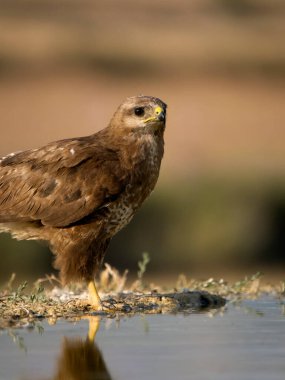 Yaygın bir akbaba, Buteo buteo, İspanya, Temmuz 2023