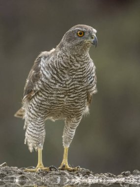 Goshawk, Accipiter Gentilis, İspanya, Temmuz 2023