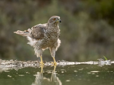 Goshawk, Accipiter Gentilis, İspanya, Temmuz 2023