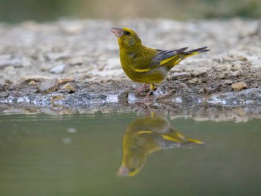 Greenfinch, Chloris Chloris, bekar erkek, İspanya, Temmuz 2023