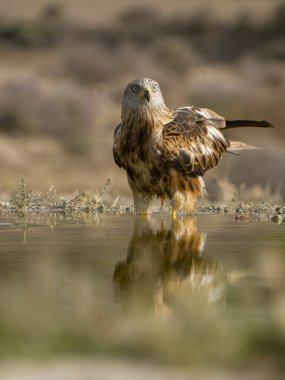 Kırmızı uçurtma, Milvus milvus, su kenarındaki tek kuş, İspanya, Temmuz 2023