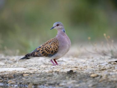 Kaplumbağa güvercin, Streptopelia Turtur, İspanya, Temmuz 2023