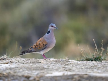 Kaplumbağa güvercin, Streptopelia Turtur, İspanya, Temmuz 2023