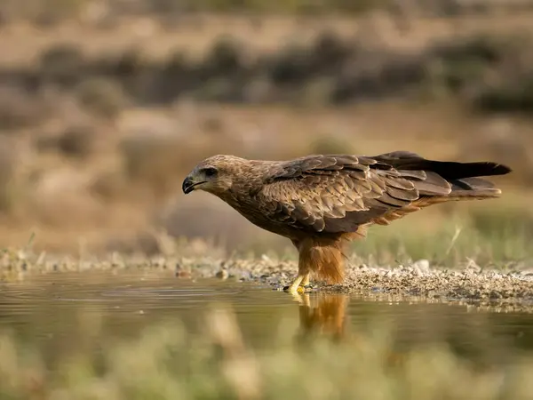 Black Kite Milvus Migrans Single Bird Water Spain July 2023 — Stock Photo, Image