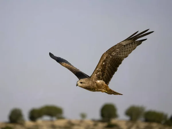 Schwarzmilan Milvus Migrans Einzelvogel Flug Spanien Juli 2023 — Stockfoto