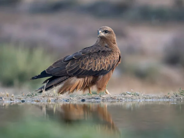 Schwarzmilan Milvus Migrans Einzelvogel Wasser Spanien Juli 2023 — Stockfoto