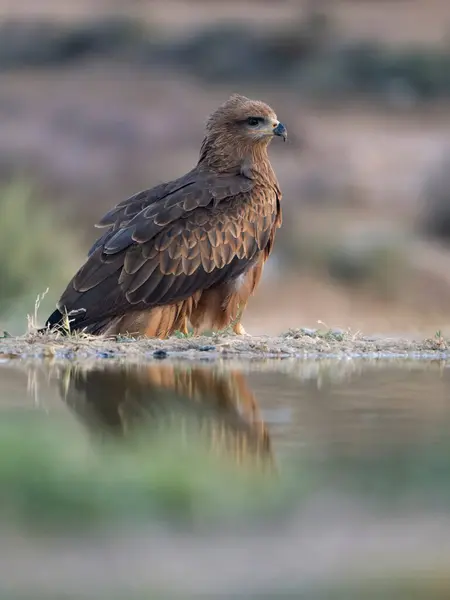 Schwarzmilan Milvus Migrans Einzelvogel Wasser Spanien Juli 2023 — Stockfoto