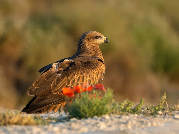 Schwarzmilan Milvus Migrans Einzelvogel Boden Spanien Juli 2023 — Stockfoto