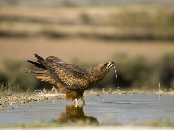 Fekete Sárkány Milvus Migrans Single Bird Water Spanyolország Július 2023 — Stock Fotó