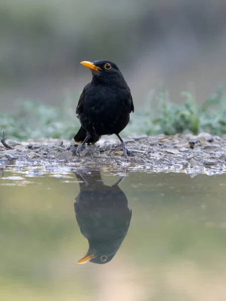 Blackbird Turdus Merula Enkele Man Aan Het Water Spanje Juli — Stockfoto